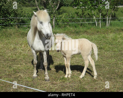 Weißes Pferd mit Kind Colt in der Wiese Stockfoto