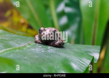 Grauer Laubfrosch sitzt auf einem grünen Blatt, Hyla versicolor Stockfoto