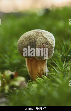 Nahaufnahme von essbaren Suillus collinitus Pilz auf den Wald Stockfoto