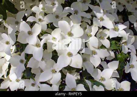 Cornus kousa "China Girl" hartriegel Stockfoto