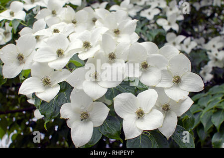 Cornus kousa "China Girl" hartriegel Stockfoto