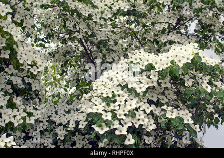 Cornus kousa "China Girl" hartriegel Stockfoto