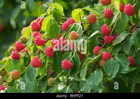 Cornus kousa "China Girl" hartriegel Obst Stockfoto