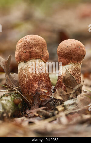 Nahaufnahme von essbaren red-capped scaber Kombischalter (Leccinum aurantiacum) Pilz im Wald Stockfoto