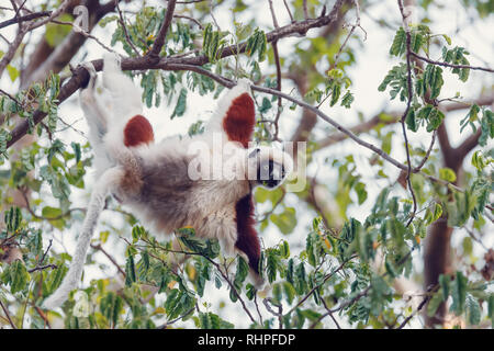 Endemische Lemur Coquerel der Sifaka, Propithecus coquereli, Fütterung am Baum. Ankarafantsika Nationalpark, Madagascar Wildlife Stockfoto