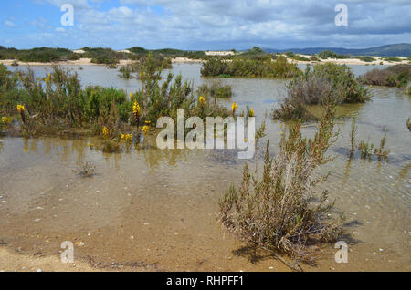 Salzwiesen in Armona Insel, Teil des Naturparks Ria Formosa an der Algarve Region des südwestlichen Portugal Stockfoto