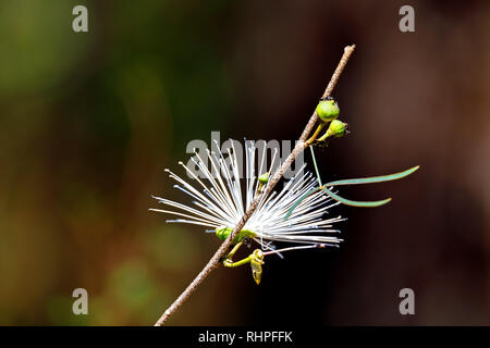 Thilachium angustifolium Wild Chroma Blume Madagaskar, Ankarafantsika Nationalpark, Madagascar Wildlife und Wüste Stockfoto