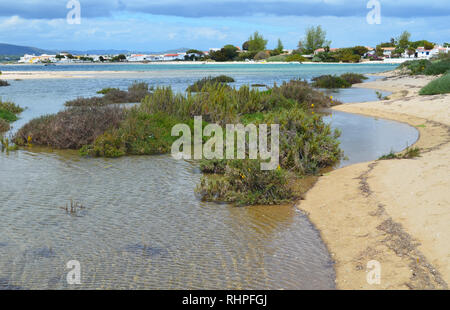 Salzwiesen in Armona Insel, Teil des Naturparks Ria Formosa an der Algarve Region des südwestlichen Portugal Stockfoto