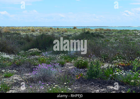 Salzwiesen in Armona Insel, Teil des Naturparks Ria Formosa an der Algarve Region des südwestlichen Portugal Stockfoto