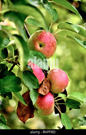 Frische reife Äpfel hängen von einem apple tree branch bereit zu ernten, Closeup Hochformat Stockfoto