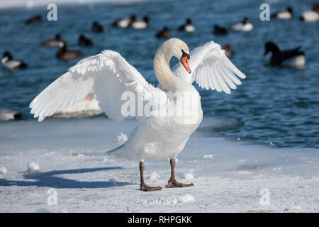 Shore Bird Höckerschwan Flügel Fluss Szene 31. Januar 2019 Stockfoto