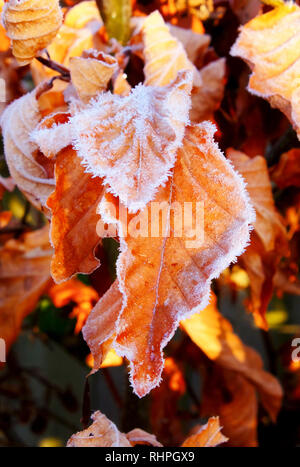 In der Nähe von Golden copper Strand Blätter in Weiß Frost bedeckt, die nächsten zwei Blätter sind Weiß an den Rändern in den starken Frost, hinter sind Kupfer Strand l Stockfoto