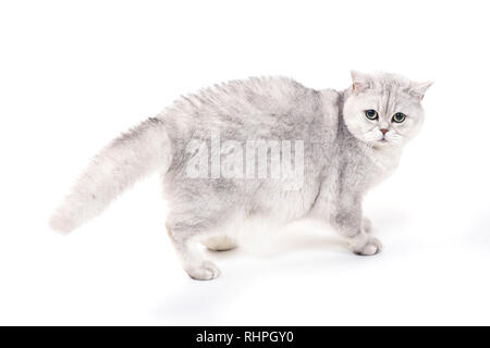 Britische Lorthair smoky Katze isoliert auf weißem steht aufgeregt. Stockfoto