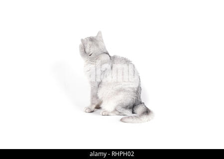 Britische Lorthair smoky Katze isoliert auf weißem sitzt und gerade an der Wand drehte sich weg. Stockfoto