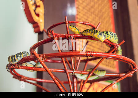 Schlange auf Niederlassung in Snake Temple, Penang, Malaysia Stockfoto