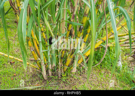 Lanscape von Bambus Baum im tropischen Regenwald, Malaysia Stockfoto