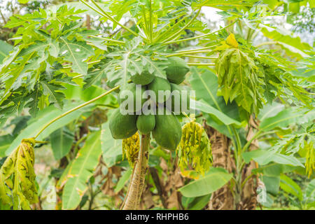 Green Papaya Früchte wachsen auf papaya Baum Stockfoto