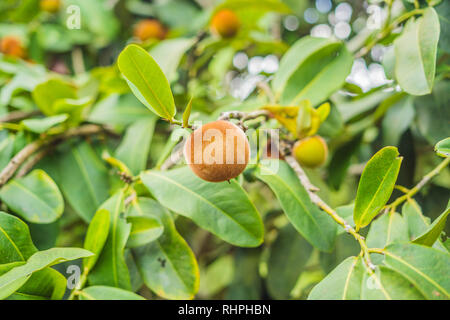 Persimone Baum und Samt persimmon Kontrast schön mit ihren grünen Blättern Stockfoto