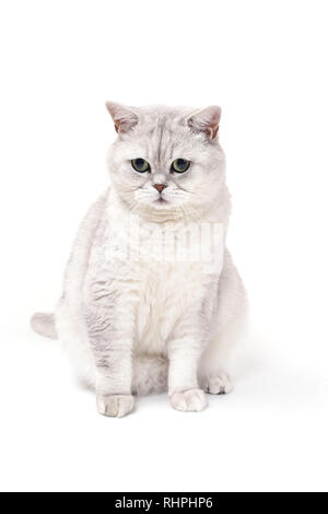 Britische Lorthair smoky Katze isoliert auf Weiss ist sitzen und beobachten. Stockfoto