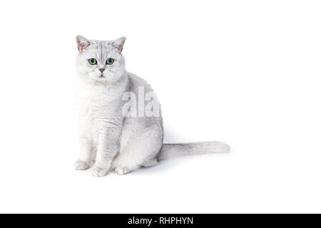 Britische Lorthair smoky Katze isoliert auf Weiss ist sitzen und beobachten. Stockfoto
