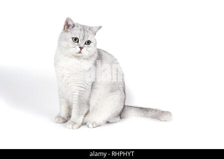 Britische Lorthair smoky Katze isoliert auf Weiss ist sitzen und beobachten. Stockfoto