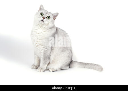 Britische Lorthair smoky Katze isoliert auf weißem wartet. Stockfoto