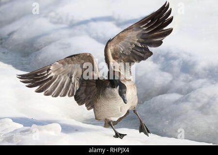 Kanada Gänse auf eisige Winter See Stockfoto