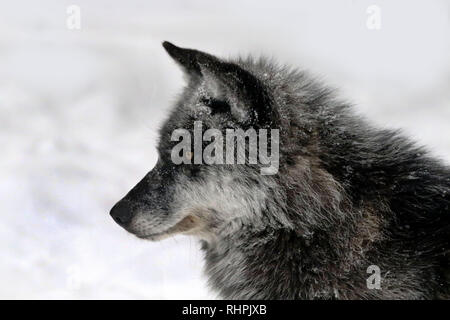 Wolf Zentrum im Haliburton Forest, Haliburton Ontario Stockfoto