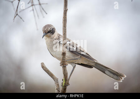 Mockingbird auf Galapagos. Stockfoto