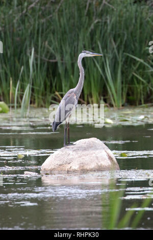 Großer blauer Reiher im Sumpf Stockfoto