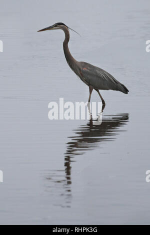 Großer blauer Reiher im Sumpf Stockfoto