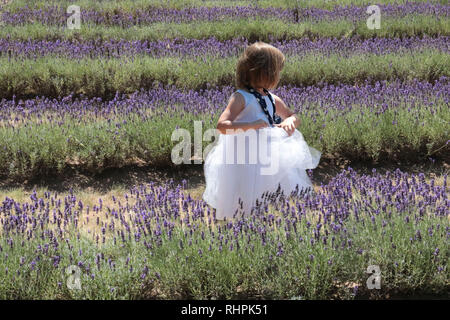 Kleine Mädchen in tutu in Lavendel Felder Stockfoto