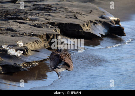 Canada Gans am Seeufer Stockfoto