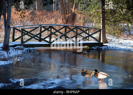 Die kleine Brücke über den Fluss im Garten Stockfoto