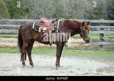 Ältere Quarter horse Wallach Stockfoto