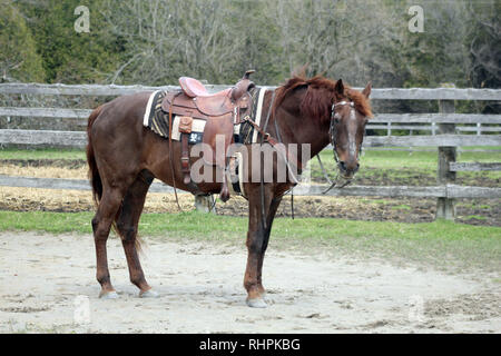 Ältere Quarter horse Wallach Stockfoto