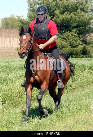 Ausbildung ein arabisches Pferd für Endurance Racing Stockfoto