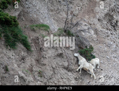 Ein paar Bergziegen an der Seite des Berges, Jasper National Park Stockfoto