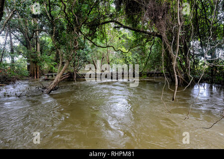 Überflutet Creek beschädigt eine Eisenbahnbrücke bei einem schweren Monsunregen, untere Süßwasser, Cairns, Far North Queensland, FNQ, QLD, Australien Stockfoto