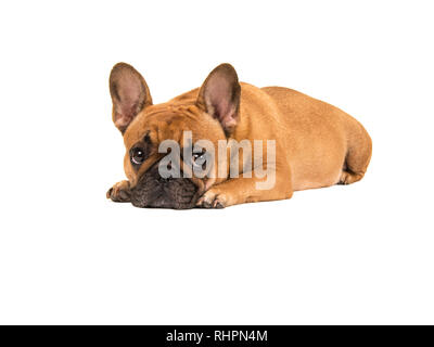 Französische Bulldogge liegen mit dem Kopf auf den Boden in die Kamera auf einem weißen Hintergrund suchen Cute Stockfoto