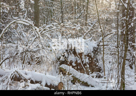 Winter morgen Schneefall nach Wald, Bialowieza, Polen, Europa Stockfoto