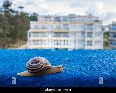 Grove schnecke auf einem Blau gestrichene Wand von einem Balkon, auf dem touristischen Apartment in Cedeira, Galizien, Spanien Stockfoto