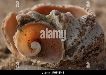 Große Muschel liegen auf einem Stein. Sand im Hintergrund. Auf der Shell im Sand und Schlick. Die Shell ist groß und alt. Shell in den gesamten Frame Stockfoto