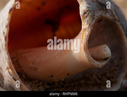 Große Muschel liegen auf einem Stein. Sand im Hintergrund. Auf der Shell im Sand und Schlick. Die Shell ist groß und alt. Shell in den gesamten Frame Stockfoto