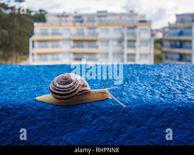 Grove schnecke auf einem Blau gestrichene Wand von einem Balkon, auf dem touristischen Apartment in Cedeira, Galizien, Spanien Stockfoto