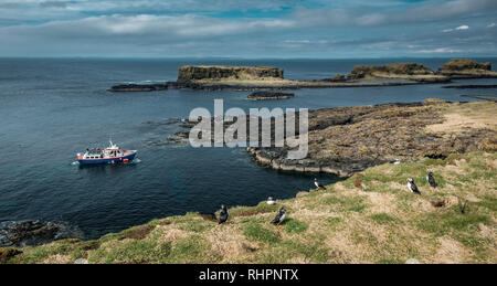 Puffins Auf der schottischen Insel Lunga, mit touristischen Boot im Hintergrund Stockfoto