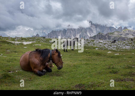 Wilde Pferde in einer grünen Wiese in den Dolomiten Ruhe Stockfoto