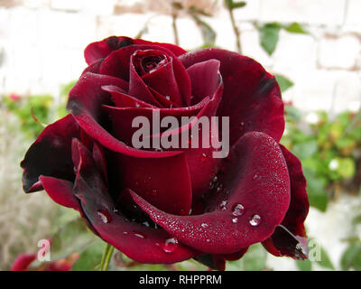 Große Dunkle rote Rose Tropfen Wasser Stockfoto