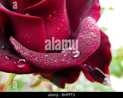 Große Dunkle rote Rose Tropfen Wasser Detail Stockfoto