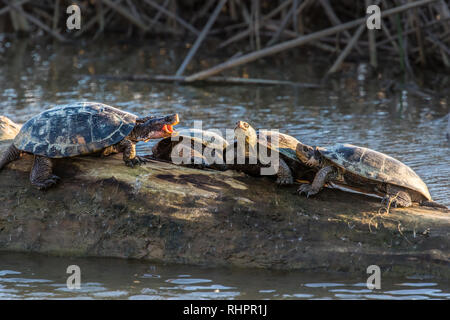 Western Teich Schildkröten im Sacramento National Wildlife Refuge. Stockfoto